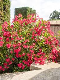Image result for Nerium oleander