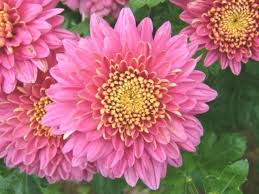 Krizantem Kasimpati Cicegi Yetistirme Ve Bakimi Chrysanthemum Plants Garden