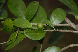 Image result for Margaritaria