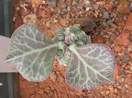 Image result for Monadenium pseudoracemosum