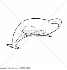 The bowhead whale (balaena mysticetus) is a species of baleen whale belonging to the family balaenidae and the only living representative of the genus balaena.it is the only baleen whale endemic to the arctic and subarctic waters, and is named after its characteristic massive triangular skull, which it uses to break through arctic ice. Hand Drawn Vector Vector Photo Free Trial Bigstock