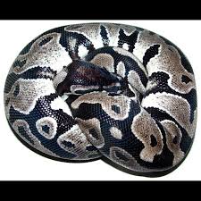 Black Axanthic Ball Python Axanthic Ball Pythons Python Regius In 2020 Ball Python Ball Python Morphs Python Regius