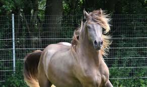 46 cm große puppen lieferumfang und maße: Pia Romeo Emperor Mountains Morgan Horse