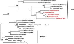 Image result for Lepidagathis scariosa