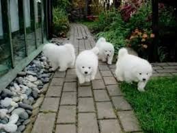 | our samoyed puppies are carefully selected and are bred by reputable breeders, who live up to our high standards. Samoyed Puppies For Sale Oregon City Or 108260