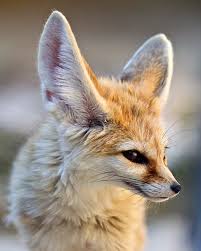 Listening Fennec Fox Vulpes Zerda Animal Photography Wildlife Animals Pet Fox