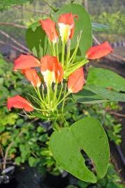 Image result for Bauhinia bowkeri