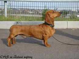 Genomia Dachshund