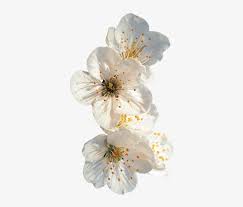 Which is white flower has a transparent background? Little White Flowers Transparent Transparent Png 359x622 Free Download On Nicepng