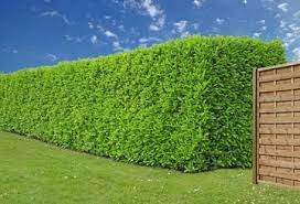 We did not find results for: Laurier Palme Plantation Taille Et Conseils D Entretien