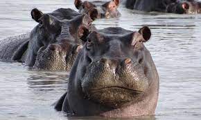 More than 300 hippopotamus pictures and images for free. Hippopotamus Species Wwf