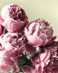 Pale Pastel And Whimsical Peonies From My Garden Against A Buttery Pale Yellow Pale Pastel Flowers Photography Flower Backgrounds Flowers Photography Peonies