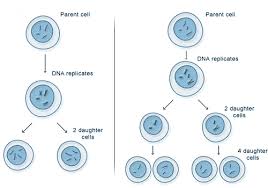 Mitosis vs meiosis worksheet answer key. Quia Section 11 4 Meiosis