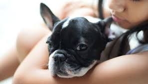 Pin By Top Dog Tips On Therapy Dogs Therapy Dogs Dog Breeds List Dog Breeds