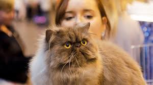 Pets cats dogs other pets. Supreme Cat Show Contest At Birmingham Nec Bbc News