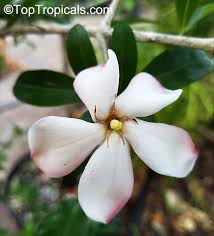 Image result for Hyperacanthus amoenus