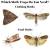 Pantry Moth Vs Clothes Moth