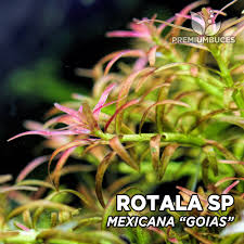 Image result for Rotala mexicana