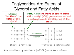 Triglycerides Are Esters Of Glycerol And Fatty Acids Ppt Video Online Download