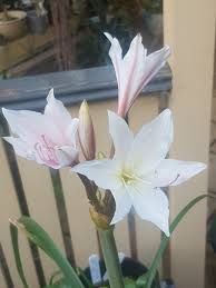 Image result for Crinum paludosum