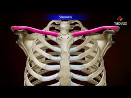 Right and left scapular li. Gross Anatomy Of Sternum Osteology Parts And Attachments Youtube
