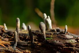 Image result for Xylaria polymorpha