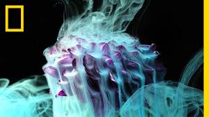 She ends up wandering near the portal out of her deeprealm where. See The Stunning Beauty Of Flowers Exposed To Fire Ice And Ink Short Film Showcase Youtube