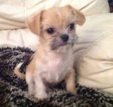 Though dna testing has become more readily available, it is still met with much skepticism on its accuracy. What Do Shih Tzu Chihuahua Cross Breeds Look Like Quora
