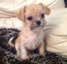 Maltese shih tzu mix breed information. Can A Husky And Shih Tzu Cross Breed The Mom Is The Shih Tzu Quora