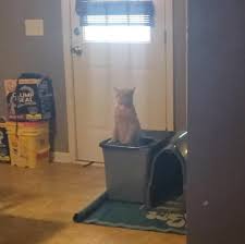 For example, if you have recently changed your cat's brand of food, hi may get an upset stomach. I Never Knew This Was How My Cat Pooped Until Today And I Am Dying Sorry For The Potato Quality He S A Rescue And He S Super Skittish So I Had To Zoom