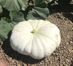 White pumpkins add a splash of brightness to your pumpkin patch and are just as easy to grow as not until recently (around 2005) have the white pumpkins been developed for their own charm and i can't imagine why that is. Pin On Featured Items