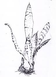 Image result for Vittaria guineensis