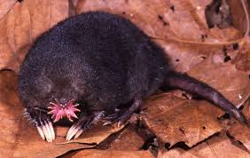 Moles are mammal species that live a hidden, underground lifestyle. A Lab Of Fake Zombie Arms And Star Nosed Moles