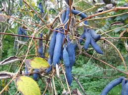 The blue sausage fruit is a shrub or small tree that is grown both for its edible fruit & its ornamental value that has a very unique look! Dead Man S Fingers Yale Nature Walk