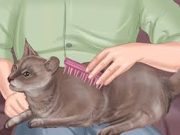 Mighty hunter cats that catch everything from toys to bugs, mice or frogs, often share the bounty with those they love. How To Show Affection To A Cat 11 Steps With Pictures Wikihow