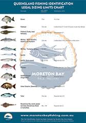 A4 Fish Identification Chart Moreton Bay Able Anglers