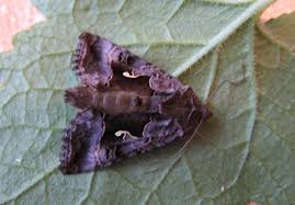 Image result for Syngrapha microgamma