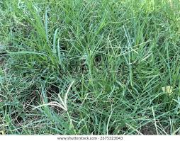 Image result for Cynodon