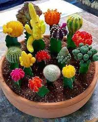 Shown here is the bloom of the englemann's hedgehog (echinocereus engelmannii). Pin By Usan Quiros On Siembro En Casa Mini Cactus Garden Succulent Garden Indoor Succulent Garden Diy