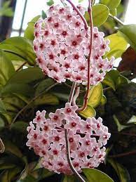 Hoya Plants Planting Flowers Plants