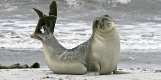 Maybe you would like to learn more about one of these? Perbedaan Singa Laut Dan Anjing Laut Serupa Tapi Tak Sama Merdeka Com
