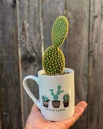 3d cartoon yellowminions ceramics mugs coffee mug milk tea office cups drinkware the best birthday gift with gift box. 8 Succulents You Can Grow In Teacups Coffee Mugs
