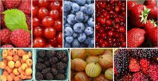picture Cranberry Blackberry Fruit In Hindi