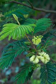 Planting flowers flowers australia amazing flowers garden services beautiful blooms fall flowers autumn garden native garden australian native what flowers are best for your autumn garden and can you grow them to potential? Paraserianthes Lophantha Wikipedia