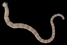 Wurmer Im Stuhl Symptome Ansteckung Hausmittel Kanyo