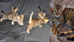 Dunyanin En Pahali Kedi Cinsleri Paratic