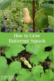 Love Butternut Squash This Guide On How To Grow Butternut Squash Will Teach You How To Plant Butter Growing Butternut Squash Growing Squash Growing Vegetables