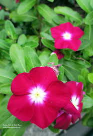Pin On Flowers