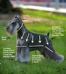 How To Groom A Schnauzer Details About Schnauzer Grooming