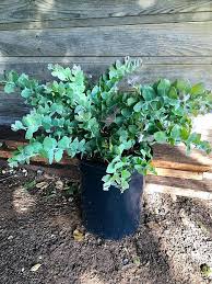 Image result for Acacia podalyriifolia